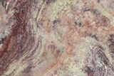 Polished Neoproterozoic Stromatolite (Conophyton) Slab #365845-1